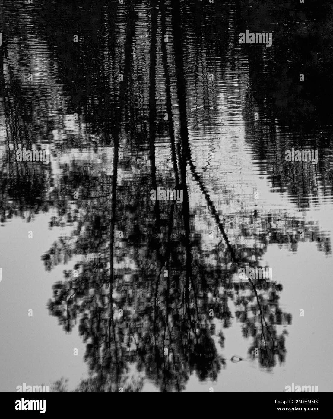 Photo en niveaux de gris d'arbres se reflétant dans l'eau Banque D'Images