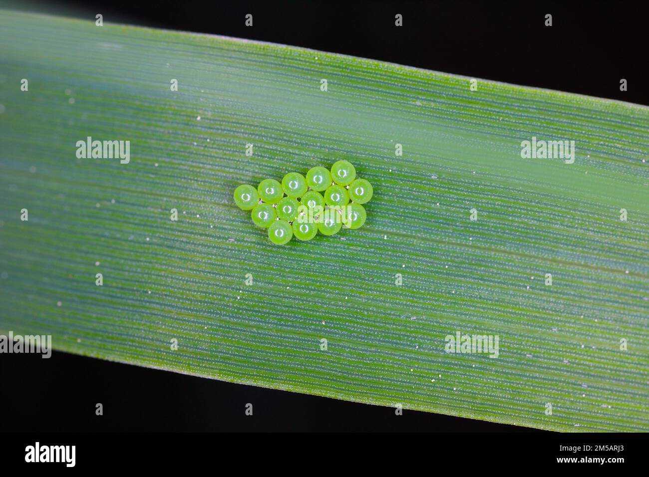 Œufs de sheldbug vert commun (Palomena prasina) sur la feuille de céréales. Banque D'Images