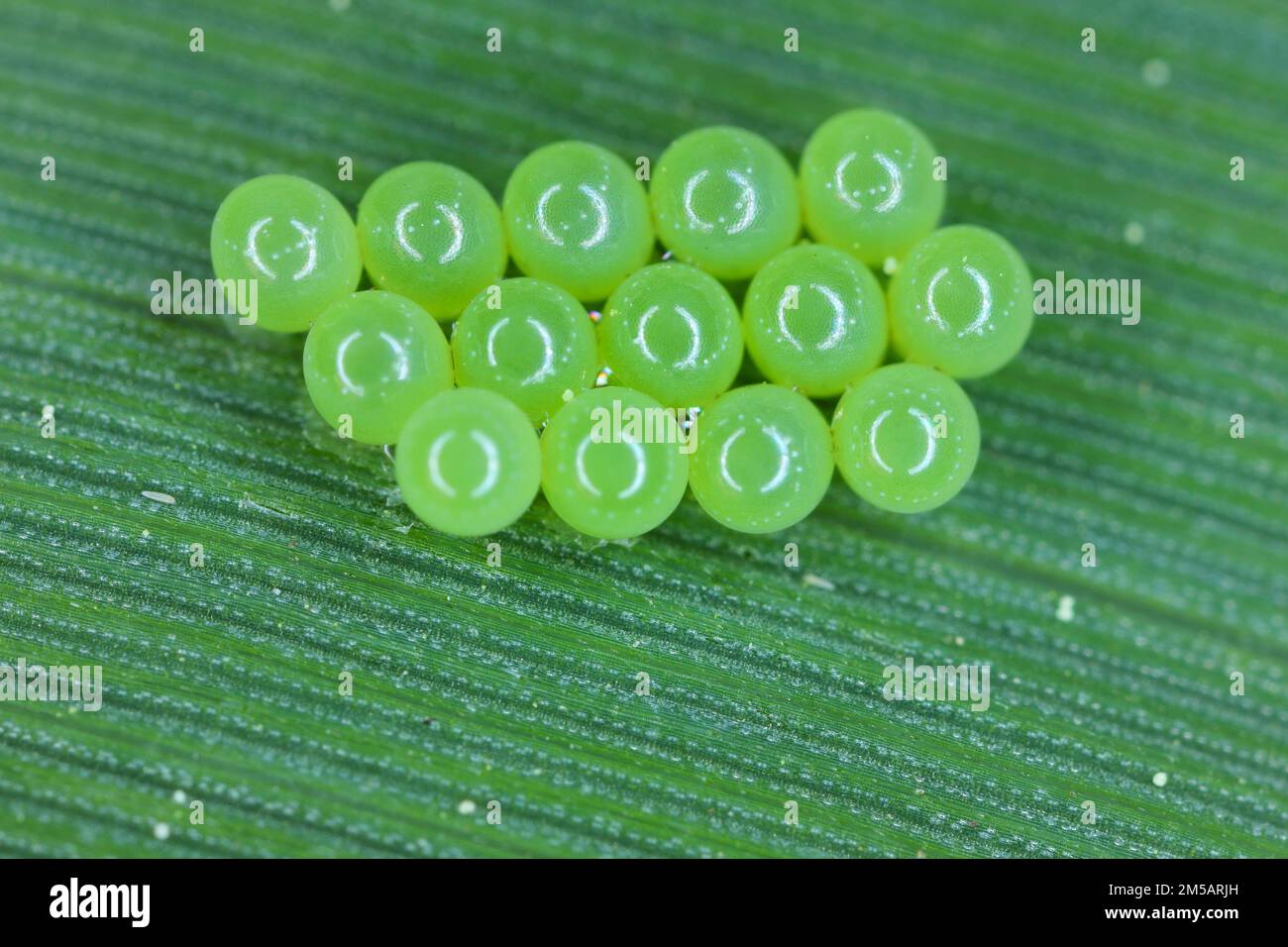 Œufs de sheldbug vert commun (Palomena prasina) sur la feuille de céréales. Banque D'Images