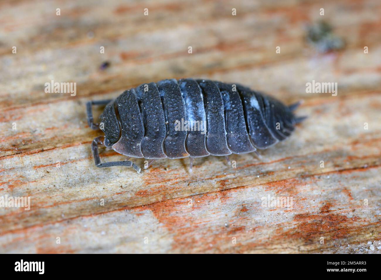 Poux (scaber de Porcellio). Crustacés terrestres de la famille des Porcellionidae, exposés sous l'écorce de log mort. Banque D'Images