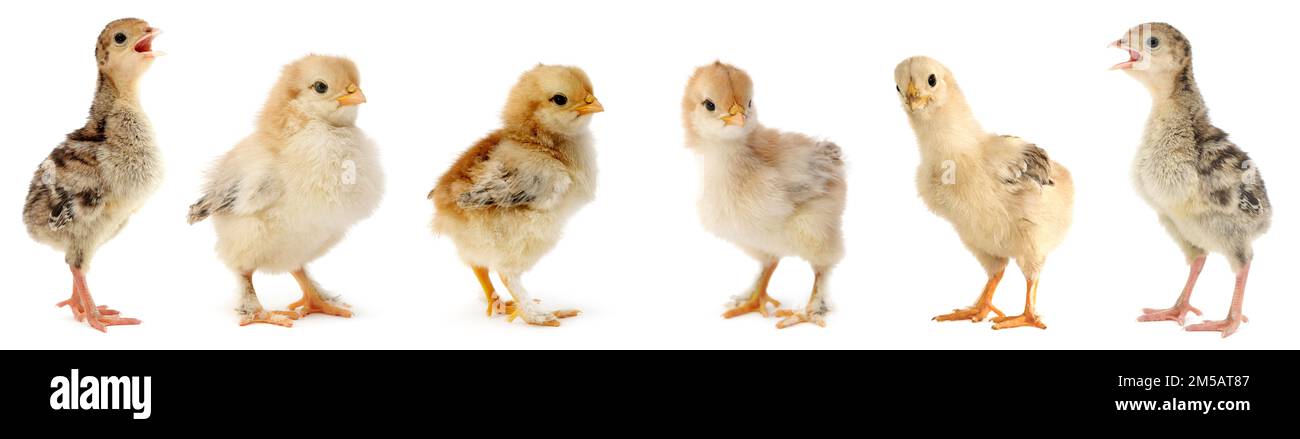 Adorables poules et dindes naissantes isolées sur fond blanc. Banque D'Images