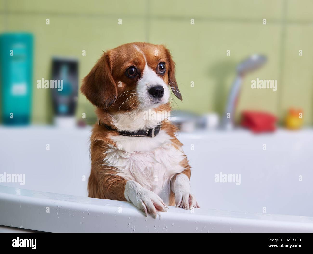Un chien très mignon, un demi-race rouge avec blanc, prend un bain Banque D'Images