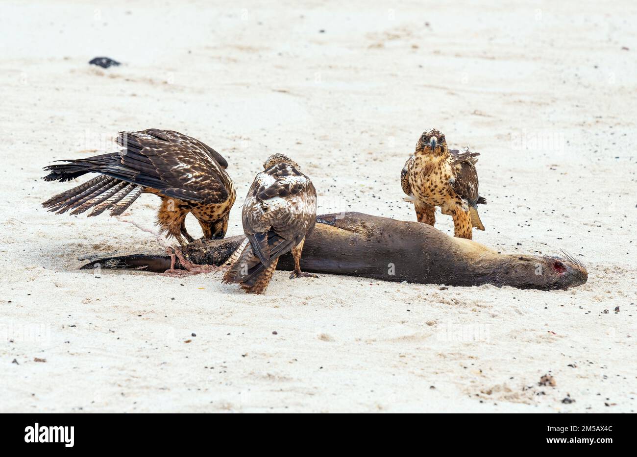 Trois faucons Galapagos (Buteo galapagoensis) se nourrissant du lion de mer Galapagos (Zalophus Wollebaeki), proie pup, île de Santa Fe, îles Galapagos, Équateur Banque D'Images