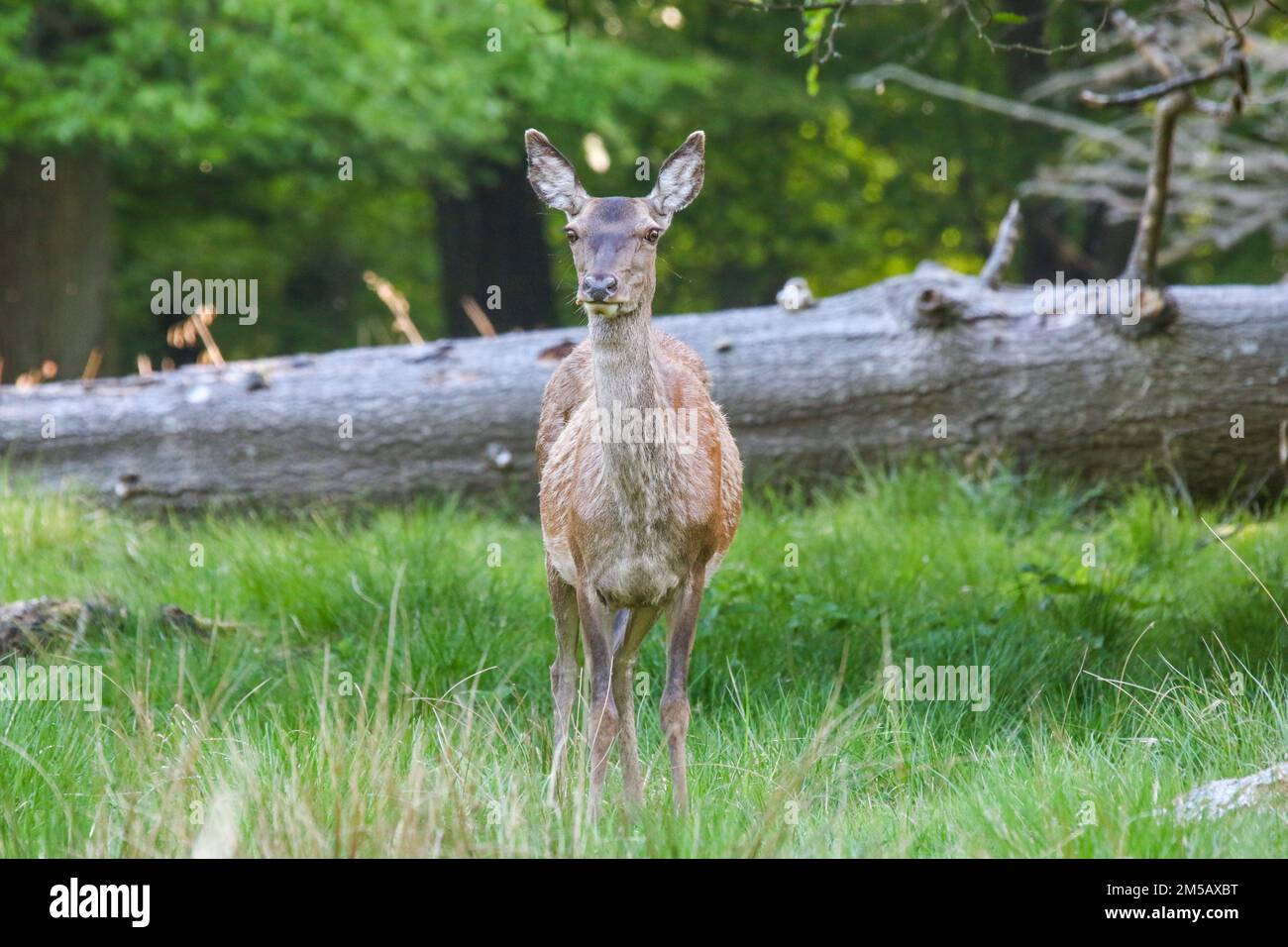 un gros plan d'un cerf rouge debout dans un champ d'herbe Banque D'Images