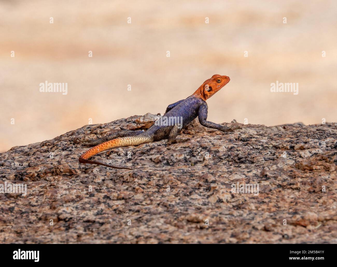 Mâle Namib rock agama, une espèce de lézard agamid originaire des affleurements rocheux en granite dans le nord-ouest de la Namibie Banque D'Images