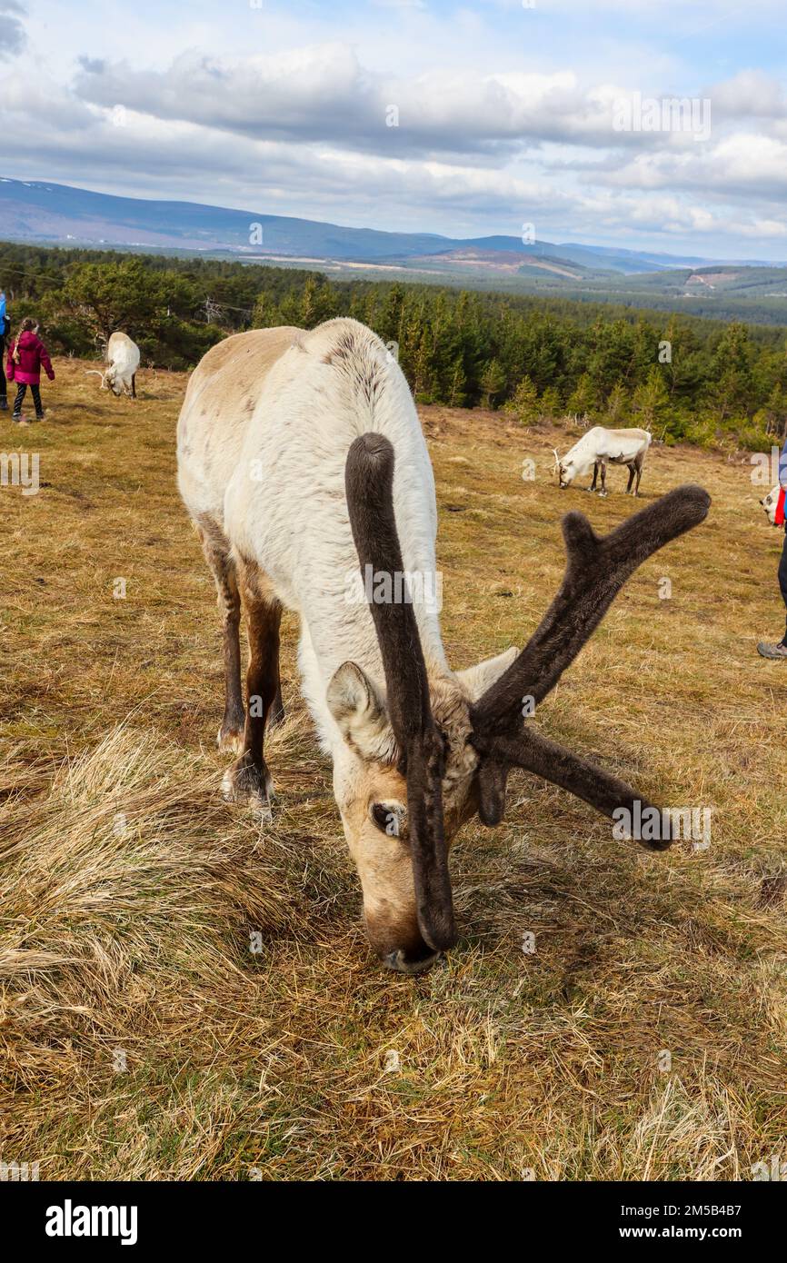 Touristes,touristes,touristes,visiter,le,Centre,de,rennes,tous les,jours,visite,guidée,avec,des,experts,du,Centre,de,Cairngorm Reindeer.visiter, Grande-Bretagne, seulement, libre-gamme, troupeau, de, rennes, dans leur, naturel, environnement, apprenez-en plus sur eux grâce à votre guide, et, marchez, directement dans, Parmi eux, lors d'une visite guidée, sur une colline. Le troupeau,est,composé,d'environ,150,cerfs,rennes,roaming,librement,depuis,1952.Glenmore,Aviemore,Cairngorms,Highlands,Écosse,Scottish,Europe,européen, Banque D'Images