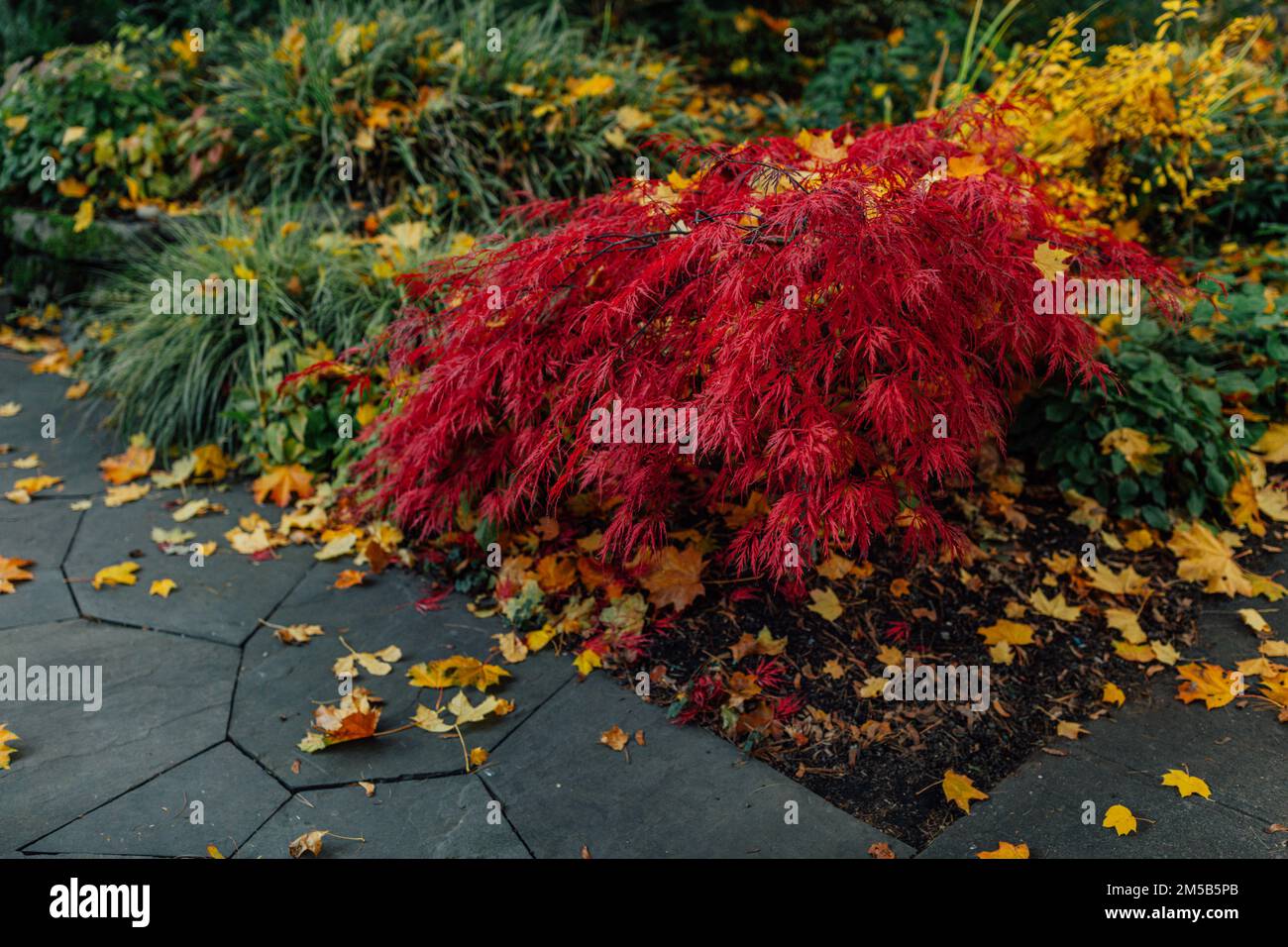 Red Acer palmatum, communément connu sous le nom d'érable japonais, érable à palmate à l'automne Banque D'Images