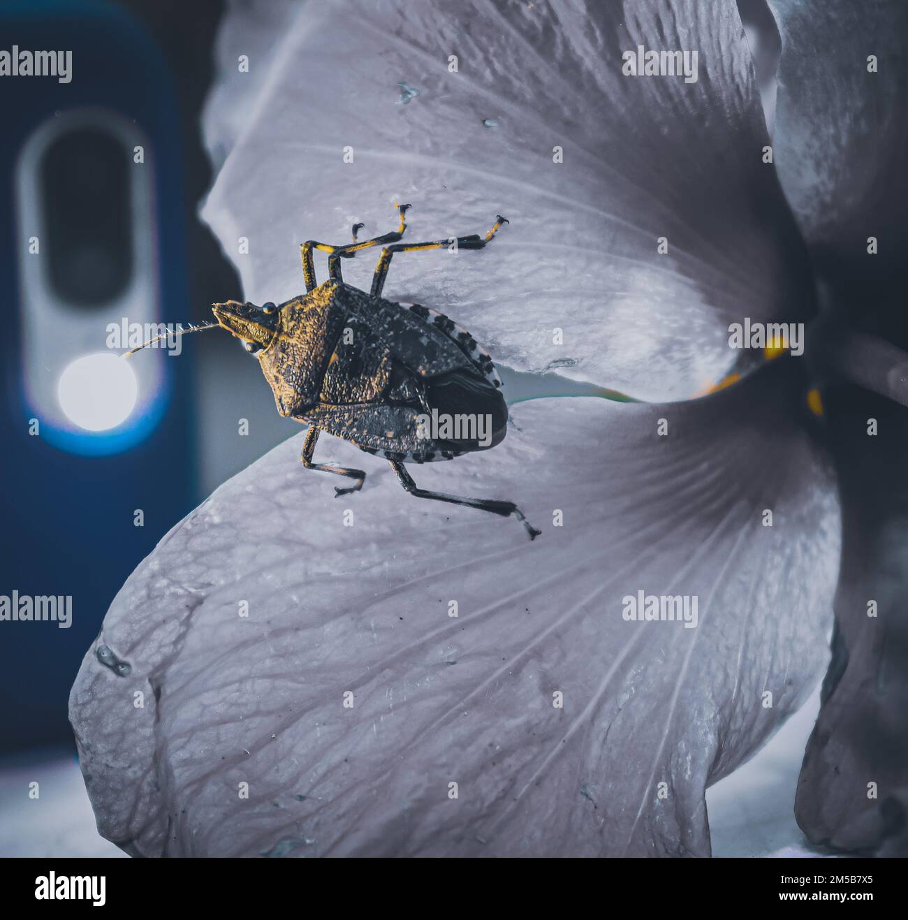 Gros plan d'un insecte brun marmoré sur une fleur d'hibiscus sous une lampe de poche, vue du dessus Banque D'Images