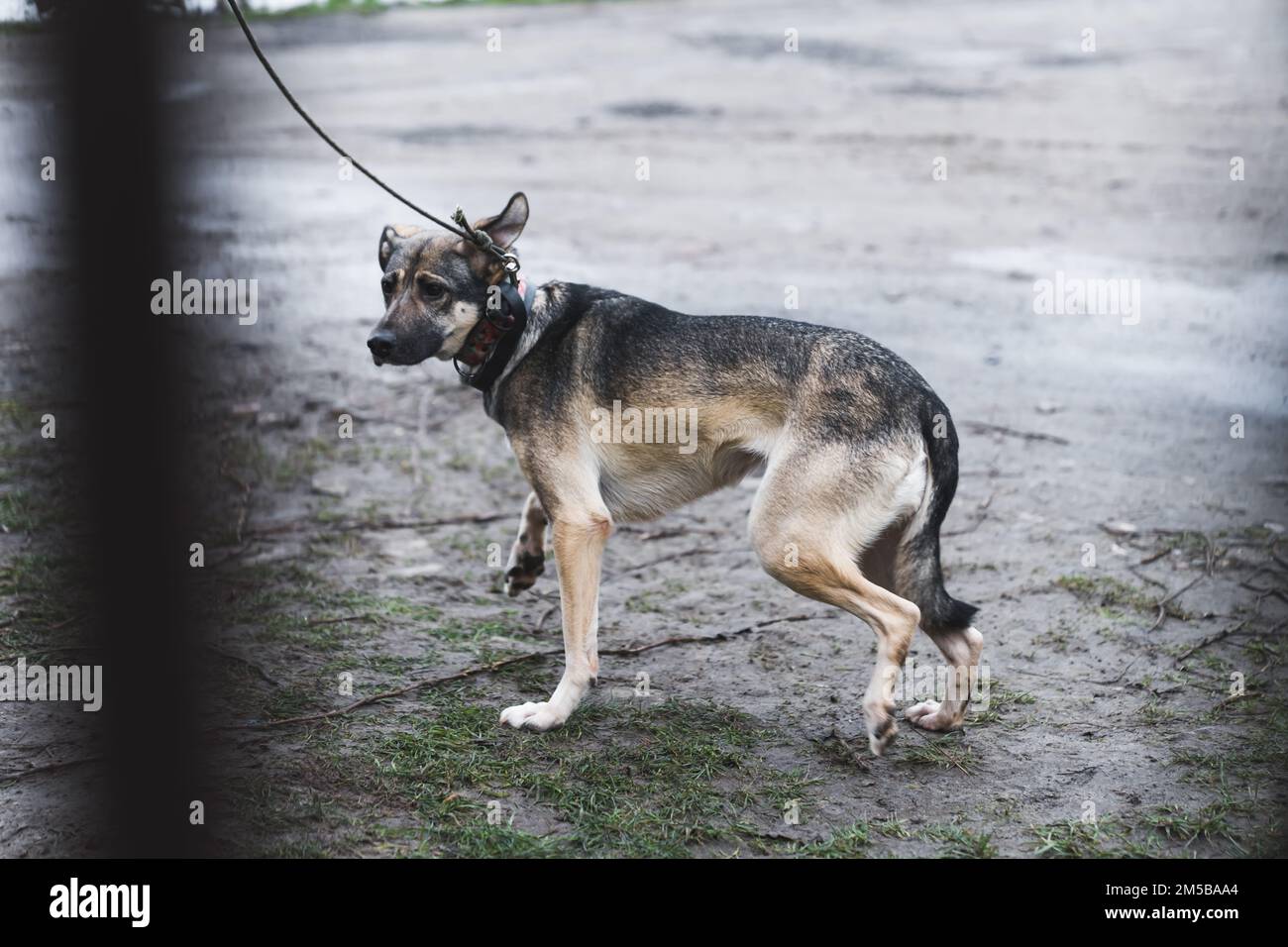 Photo en plein air d'un chien rabide mal attaché debout sur un sol humide. Animaux avec la rage concept. Danger pour les chiens non vaccinés. Photo de haute qualité Banque D'Images
