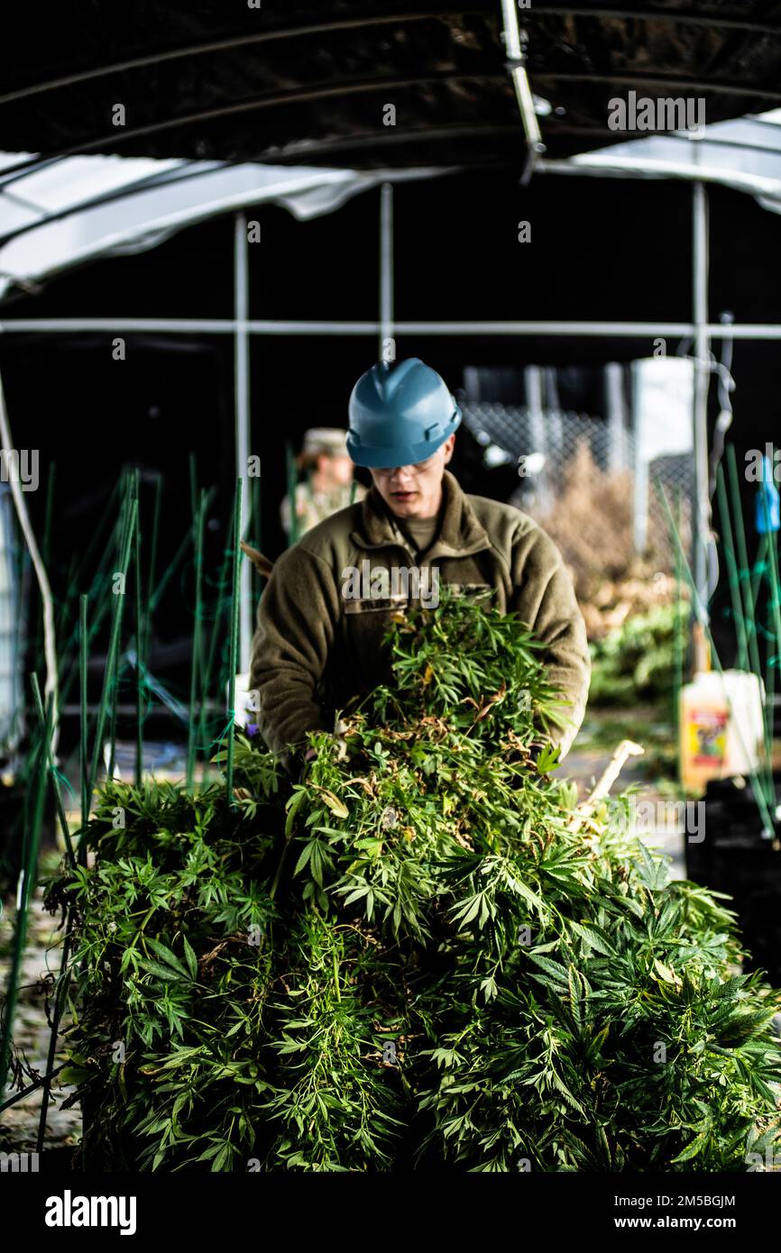 Un soldat de la garde nationale de l'armée de l'Oklahoma retire des débris de marijuana d'une maison de culture lors d'une opération multi-agences massive dans la partie sud de l'Oklahoma, le 22 février 2022. La Garde nationale de l'Oklahoma soutient régulièrement les autorités civiles et les organismes partenaires dans de nombreuses situations d'urgence, de catastrophes et d'événements majeurs, parfois en chevauchement. (Photo de la Garde nationale de l'Oklahoma par le Sgt. 1st classe mireille Merilice-Roberts) Banque D'Images