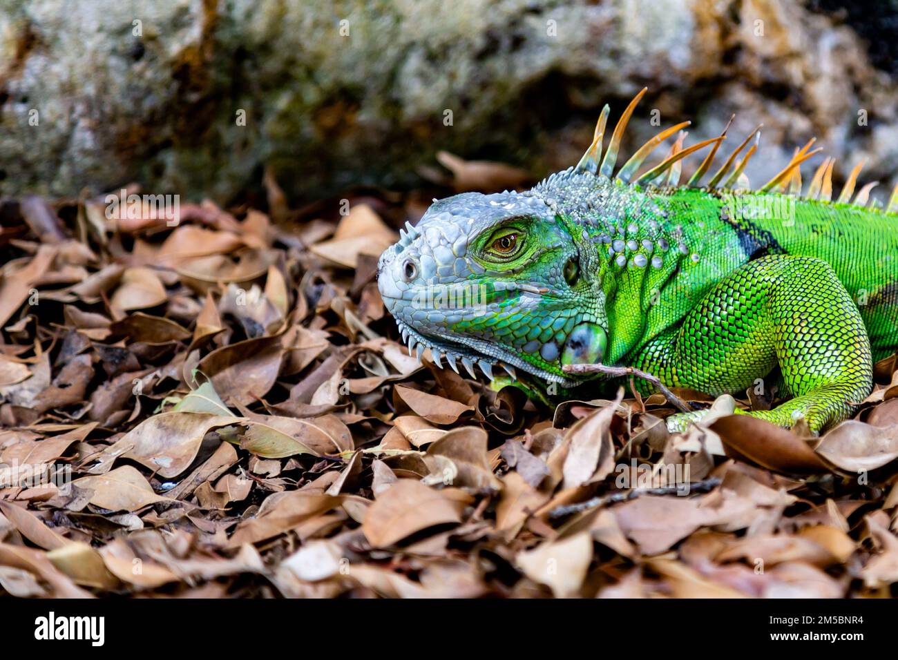 Un lézard iguana vert commun dans les feuilles mortes à West Palm Beach, Floride, États-Unis. Banque D'Images