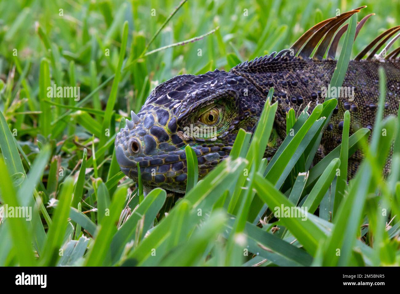 Un lézard iguana vert foncé commun dans l'herbe à West Palm Beach, Floride, États-Unis. Banque D'Images