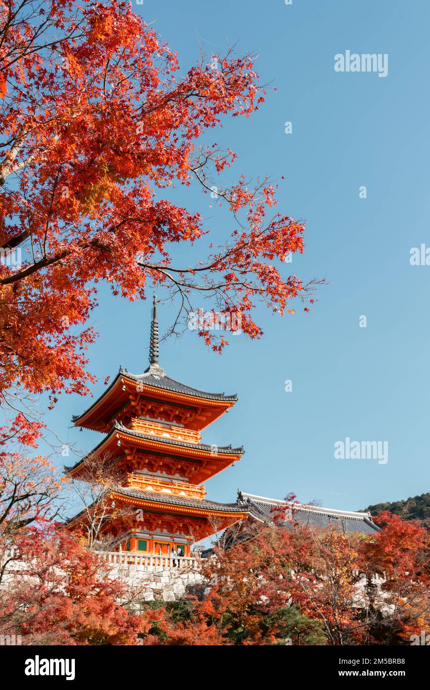 Temple Kiyomizu-dera et érable d'automne à Kyoto, Japon Banque D'Images