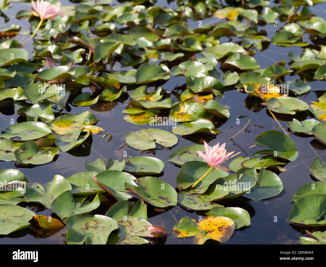 Feuilles de Lotus et de lotus dans le bassin d'eau Photo Stock - Alamy