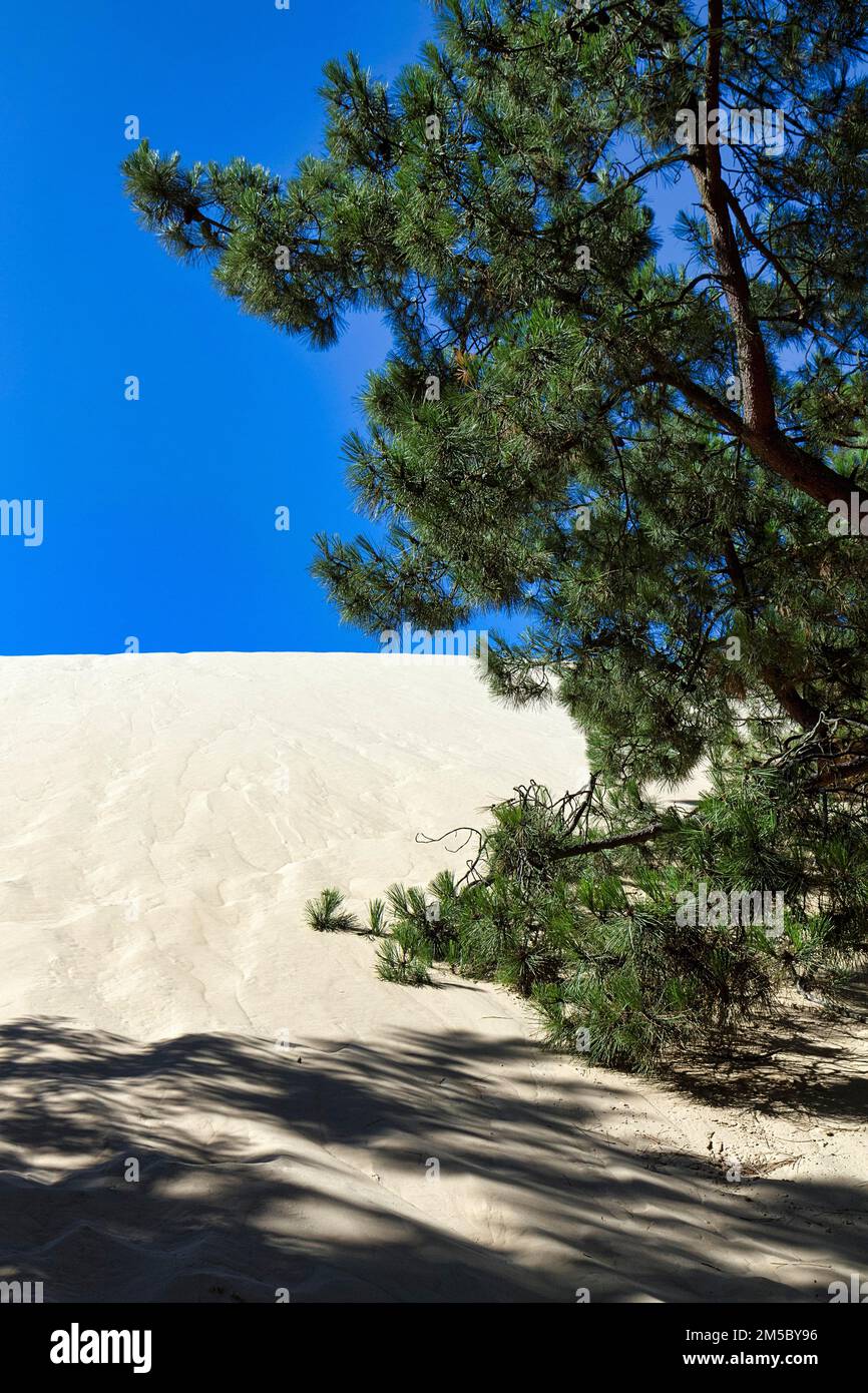 Forêt de pins à une dune de sable mouvante, dune du Pilat, dune près d'Arcachon, ciel bleu, Gironde, Aquitaine, Sud de la France, France Banque D'Images