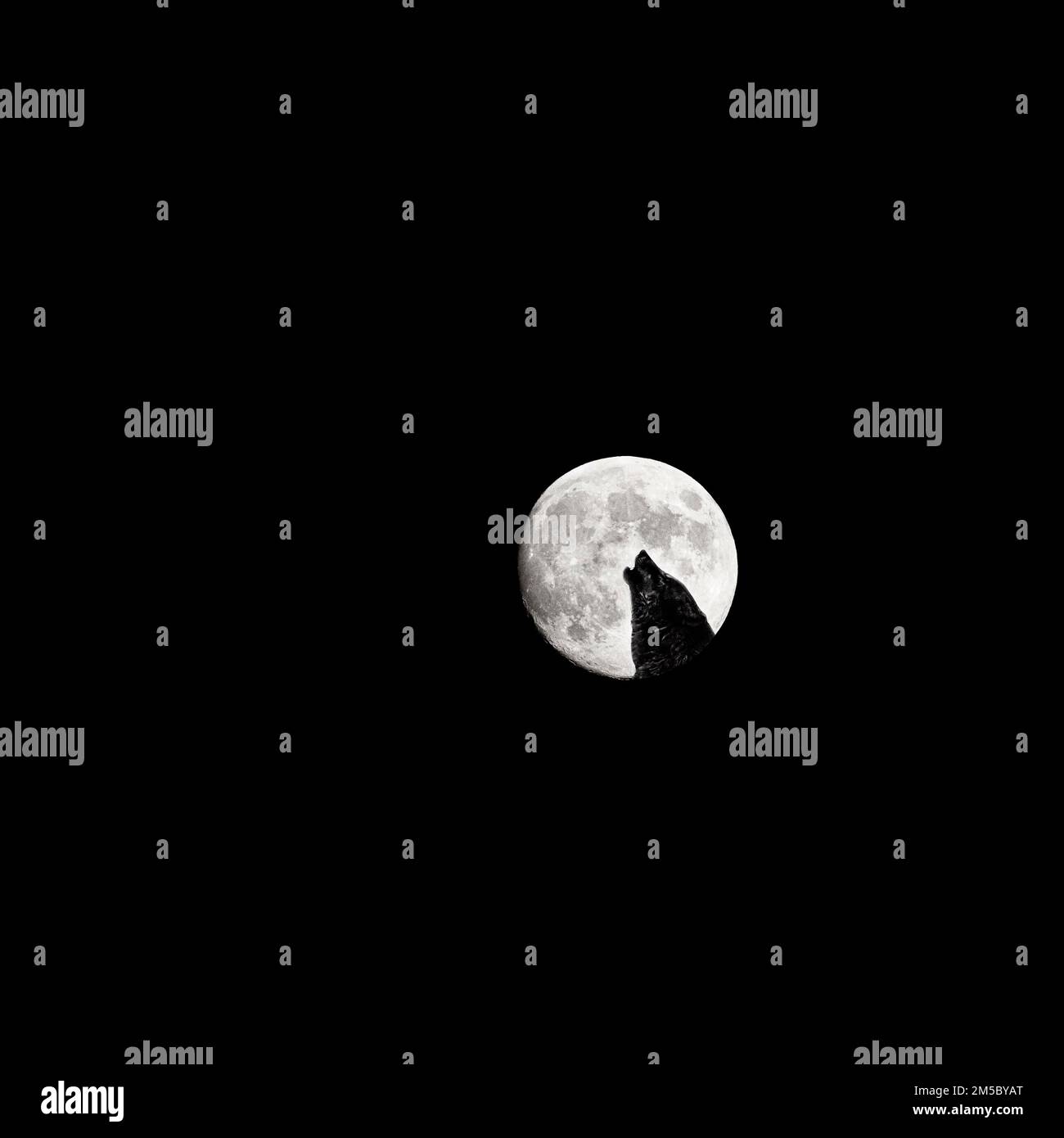 Loup hurlant, silhouette devant la pleine lune, ciel du soir, collage, espace libre de texte, image symbolique du pouvoir, communication, lune de loup, noir et Banque D'Images