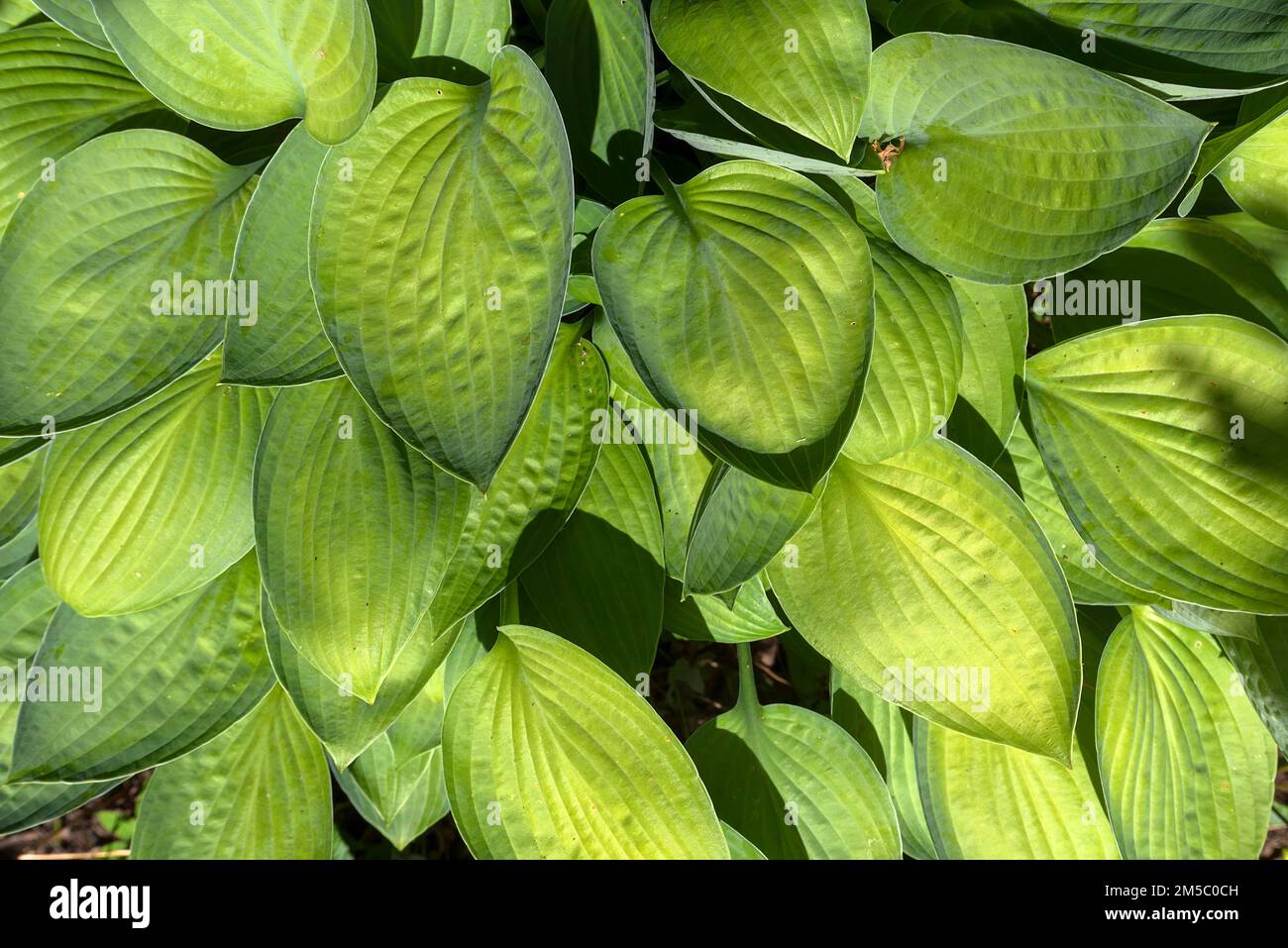 Feuilles d'un hosta, Bavière, Allemagne Banque D'Images