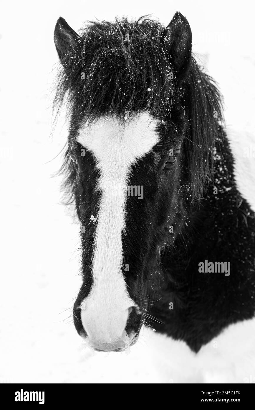 Cheval islandais à pois noir et blanc (Equuus ferus caballus), portrait, photographie noir et blanc, Eyestra, Islande du Nord Banque D'Images
