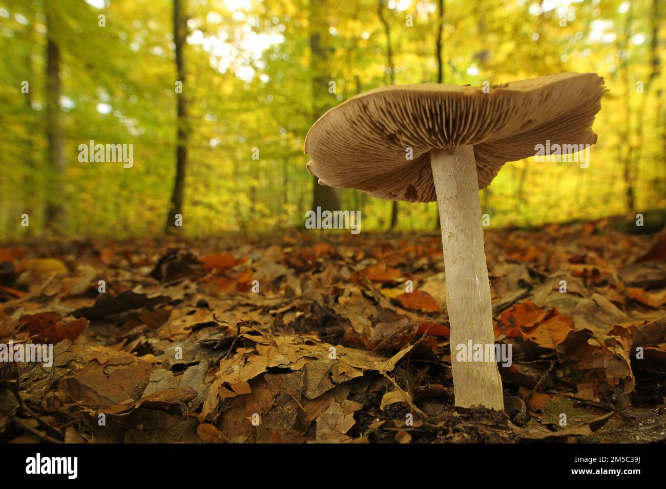 Grand rettichfaelbling (Hebeloma sinapizans), Forêt, Environnement, Faelbling amer, Faelbling de radis à tracas, Radis Faelbling, Faelblinge Banque D'Images