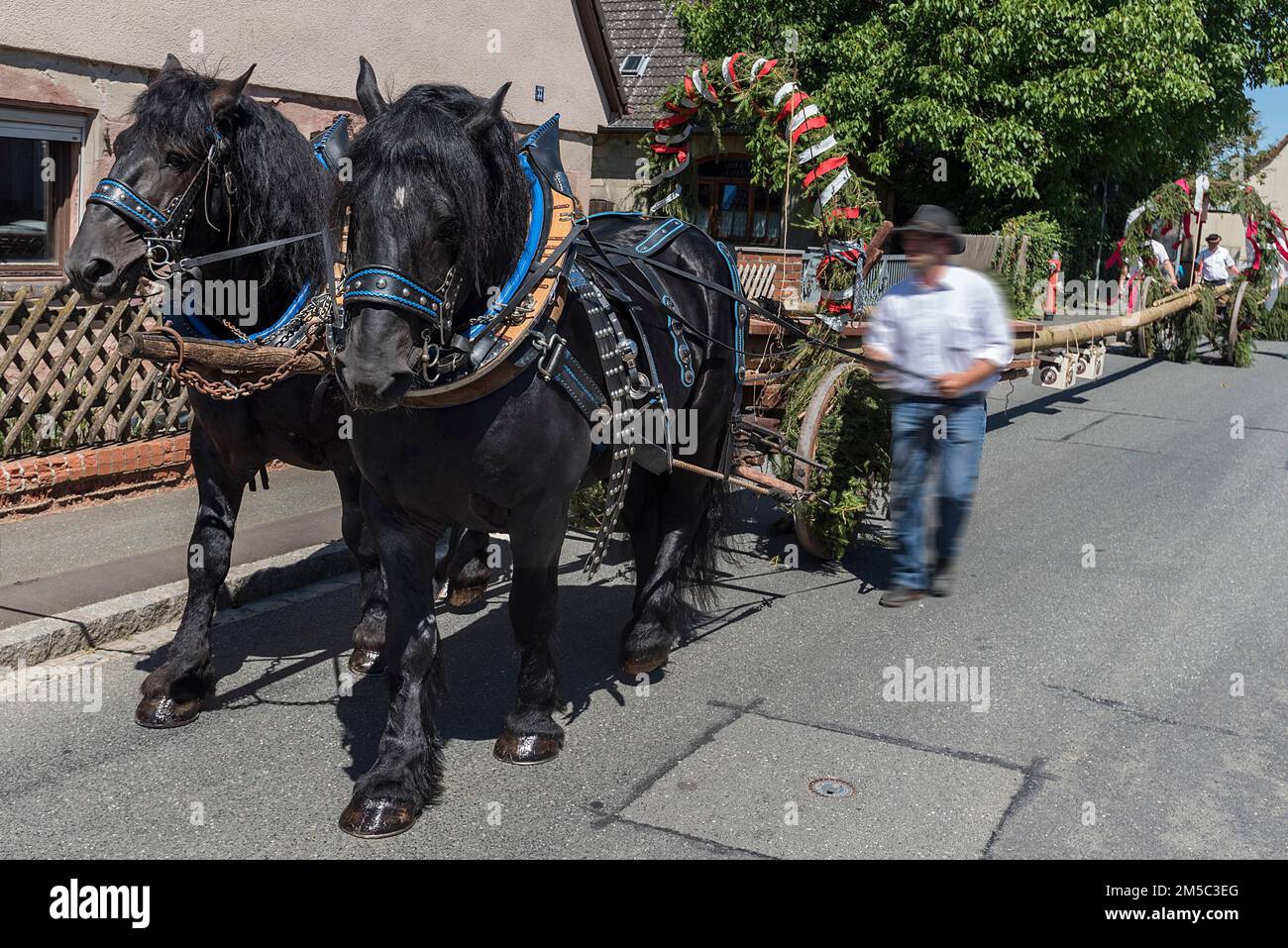 Deux chevaux tirent l'arbre de foire de l'église jusqu'à la place du village, Grossgeschaidt, moyenne-Franconie, Bavière, Allemagne Banque D'Images