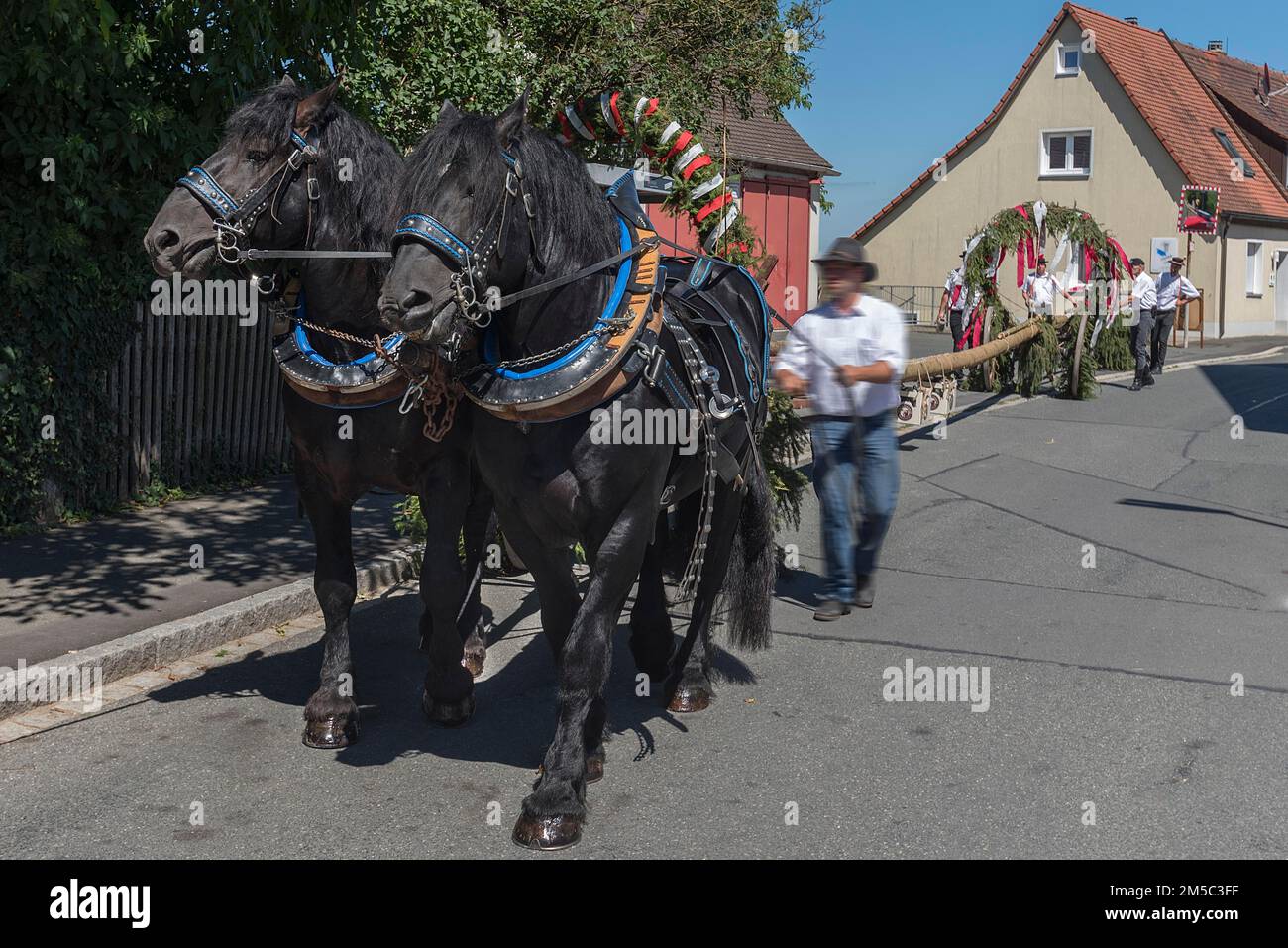 Deux chevaux tirent l'arbre de foire de l'église jusqu'à la place du village, moyenne-Franconie, Bavière, Allemagne Banque D'Images