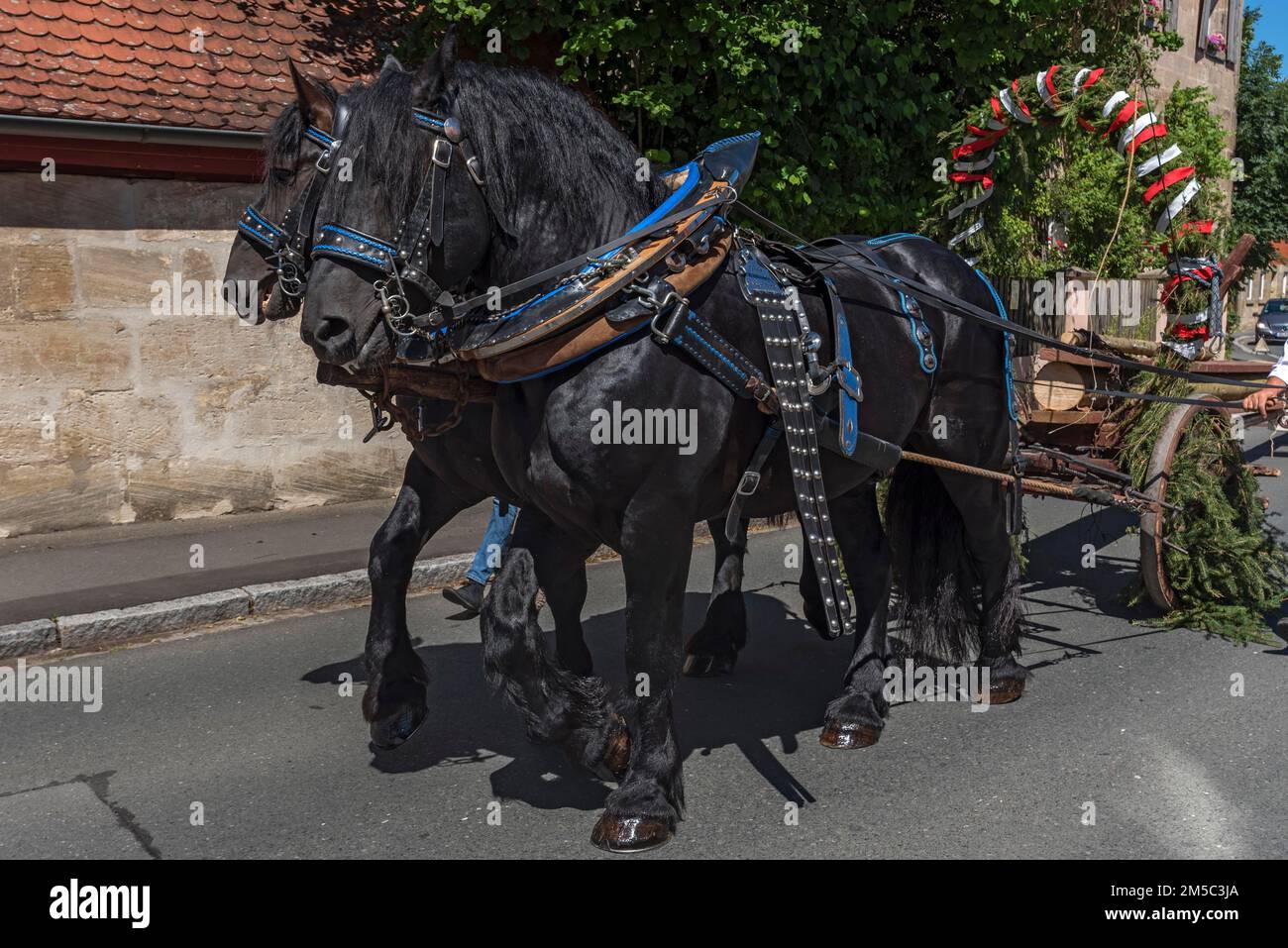 Deux steeds noirs tirent l'arbre de foire de l'église jusqu'à la place du village, moyenne-Franconie, Bavière, Allemagne Banque D'Images