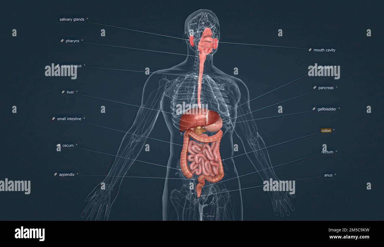 Le Système Digestif Se Compose Du Tractus Gastro Intestinal également Appelé Tractus Gastro