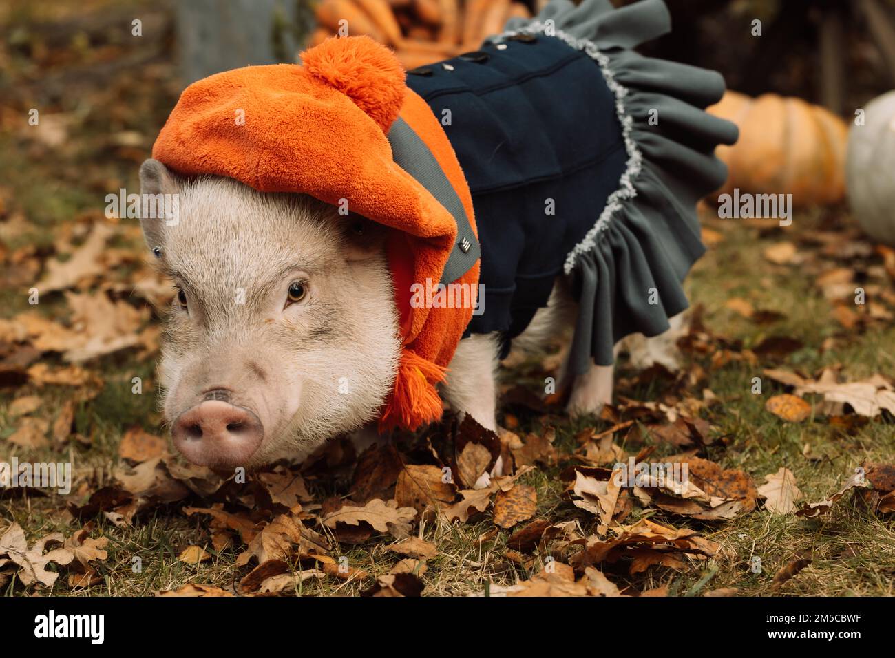 un petit cochon blanc est assis dans un panier en osier. Photo d'automne Banque D'Images