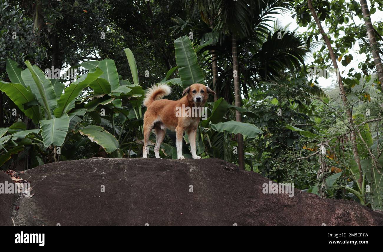 Un adorable chien de couleur marron qui surplombe un grand rocher de granit Banque D'Images