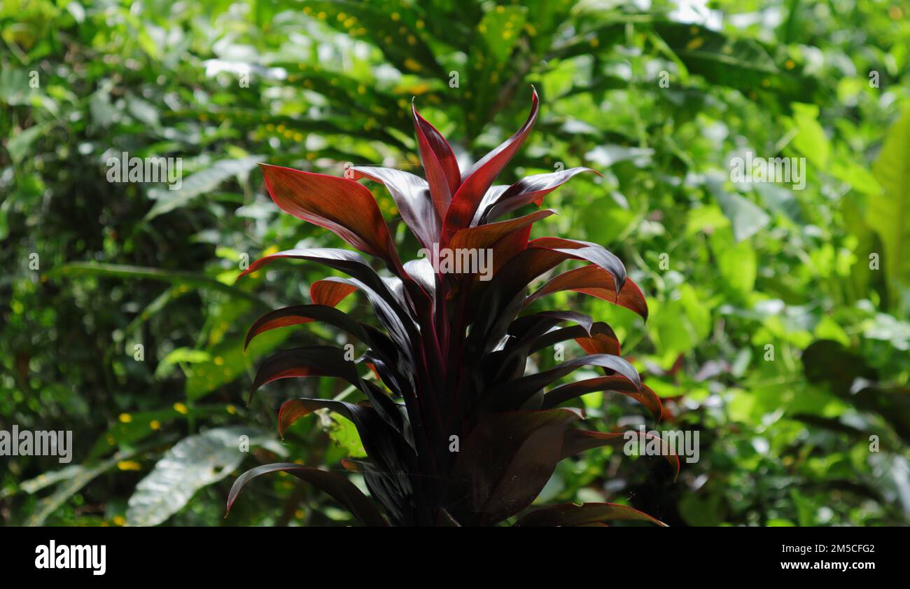 Vue latérale d'une branche d'une variété de plante Ti (Cordyline fruticosa) dans le jardin Banque D'Images