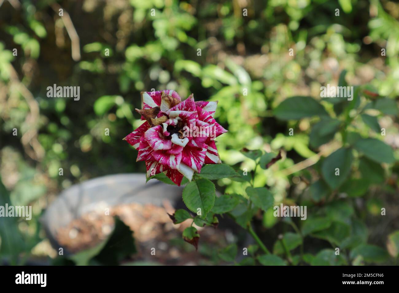 Gros plan d'une fleur de rose mélangée violette et blanche morte dans le jardin Banque D'Images