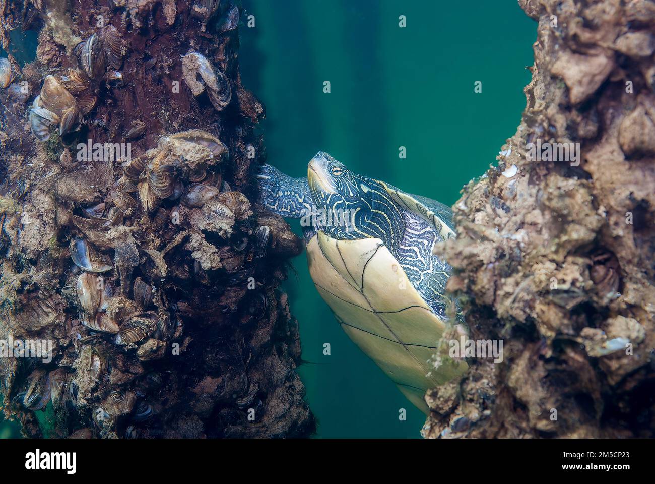 Carte du Nord Tortue Graptemys geographica sous l'eau près des vieux piliers de la jetée Banque D'Images