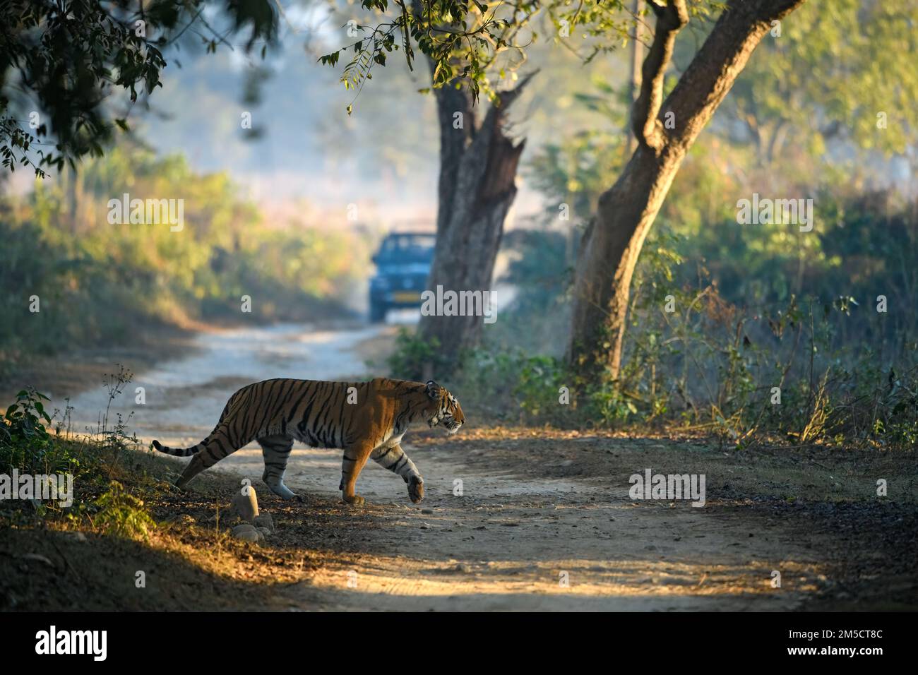 Tigre traversant un sentier de safari avec un véhicule de safari en arrière-plan Banque D'Images