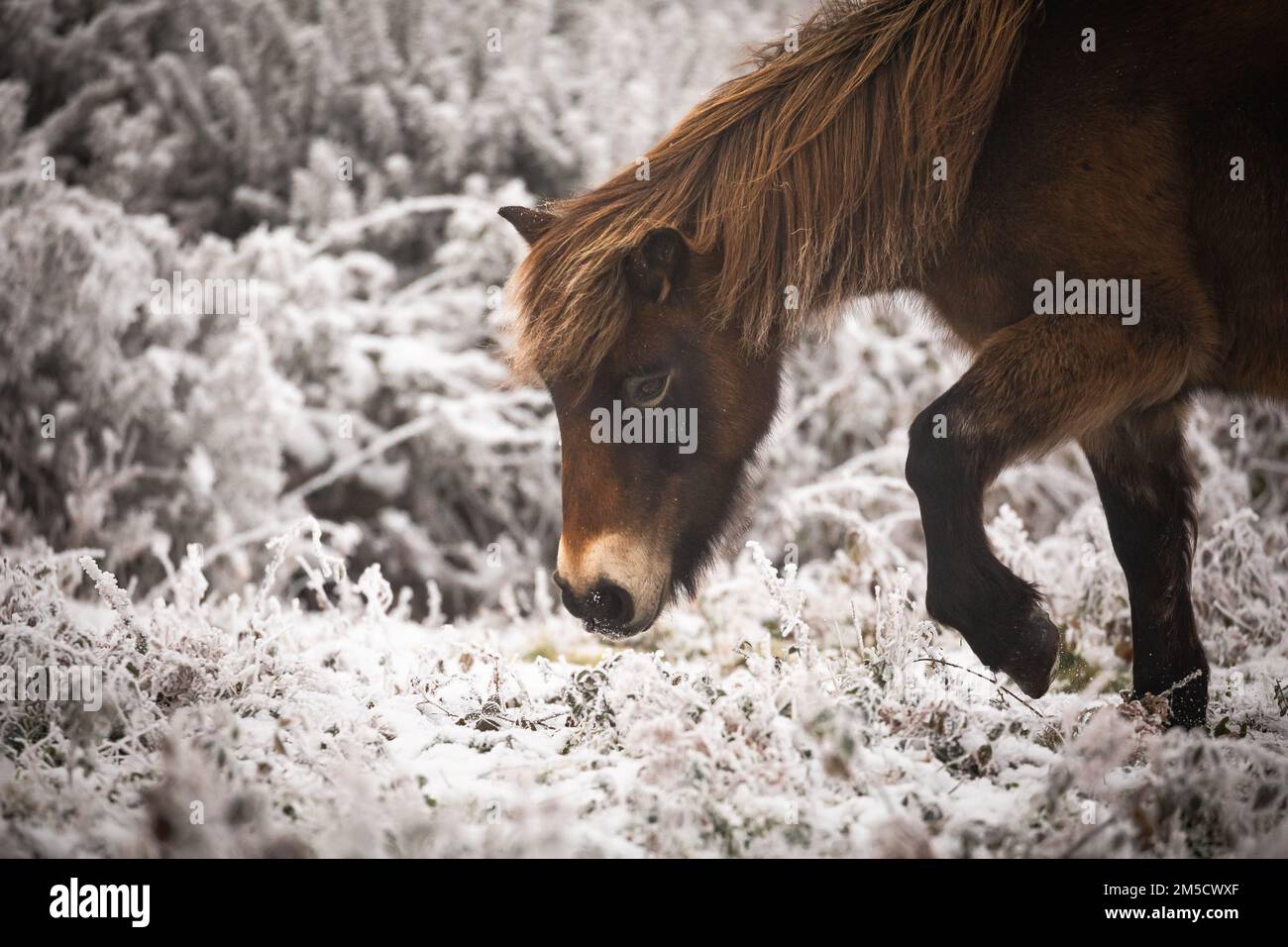 Sur la colline enneigée, un poney Exmoor continue de trouver de la nourriture en grattant la neige avec ses jambes avant. Prise à Cothelstone Hill, Quantocks Banque D'Images