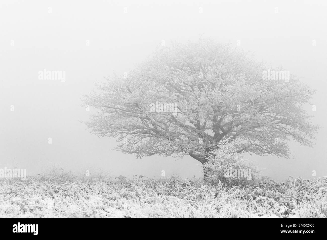 Dans le nuage de brume bas l'arbre couvert de neige à peu près à travers ce paysage de Cothelstone Hill, Quantocks, West Somerset Banque D'Images