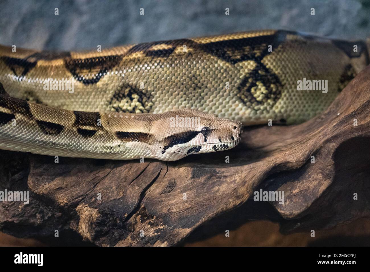La tête et le corps d'un constricteur de Boa bouclés dans un réservoir au zoo de Tropiquaria dans le Somerset Banque D'Images