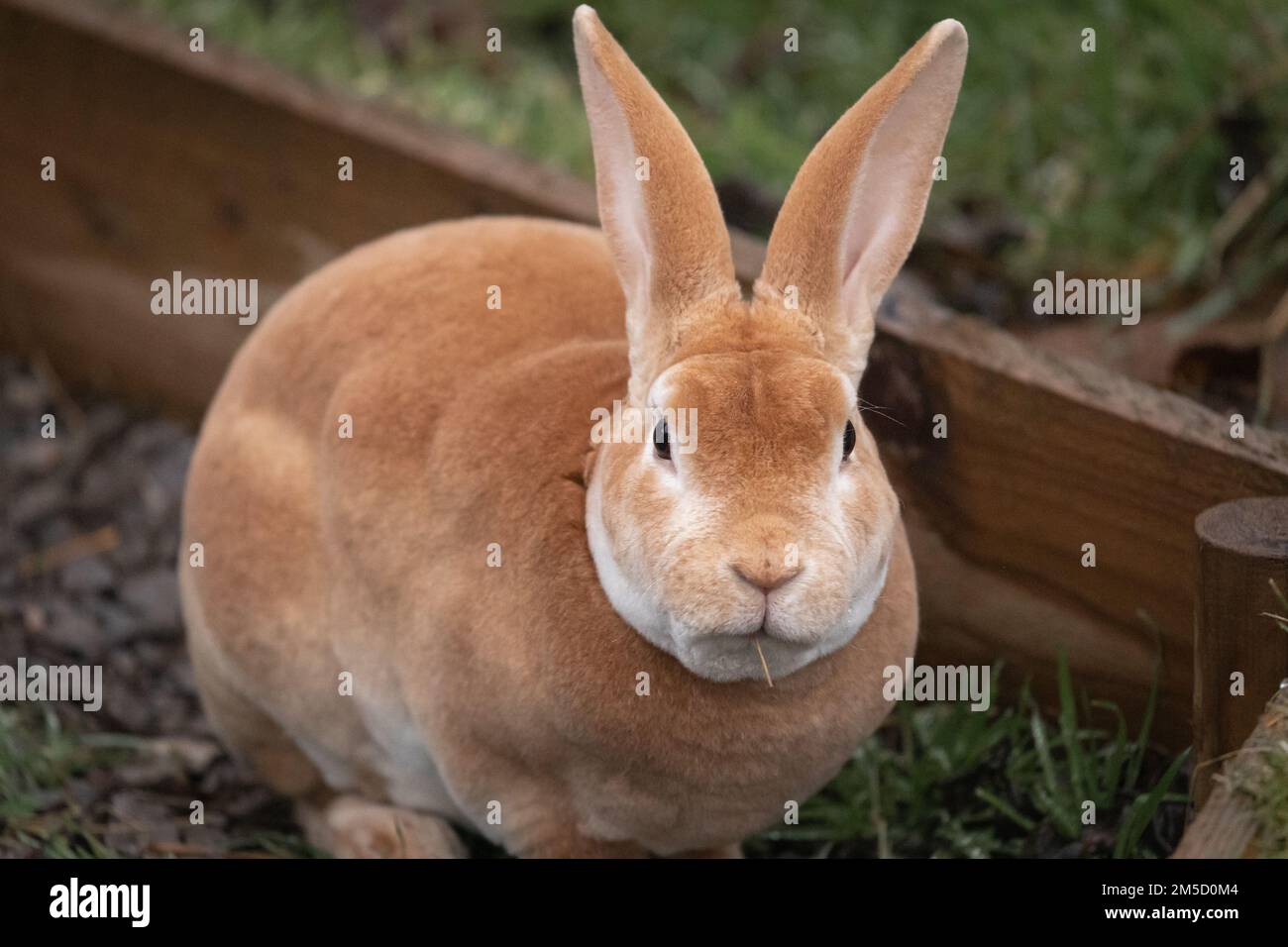 Le lapin Rex orange (Oryctolagus cuniculus) du zoo de Tropiquaria se contemple tout en mâchant du foin. Banque D'Images