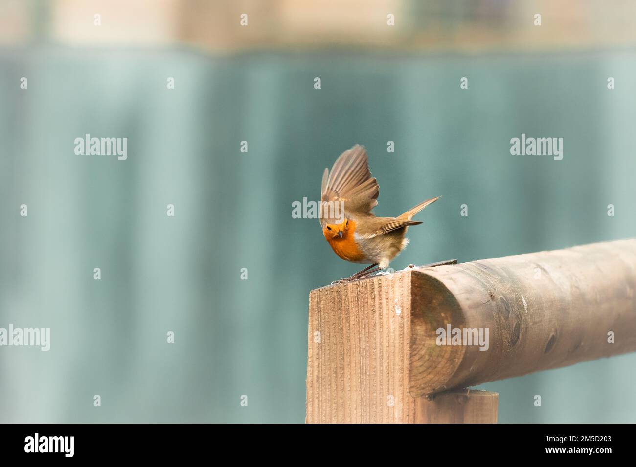 Un robin sauvage (erithacus rubecula) perche sur une clôture en bois au zoo de Tropiquaria Banque D'Images