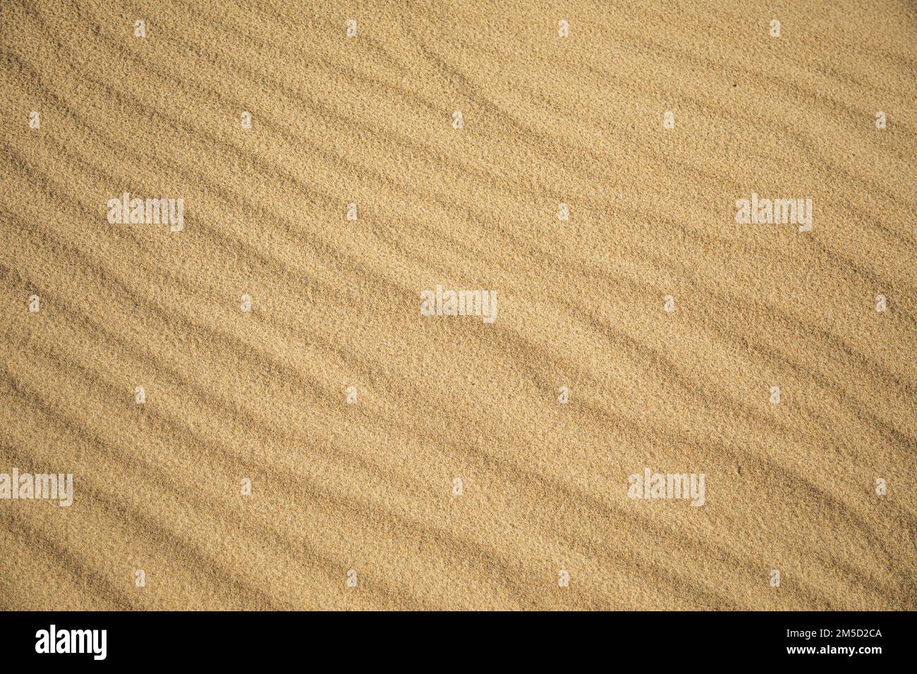 Texture de sable fin d'une dune de plage ondulée par le vent Banque D'Images