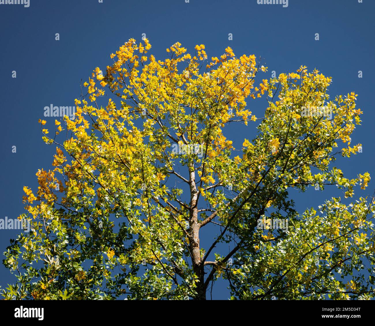 Le sommet d'un arbre devient jaunâtre au début de l'automne. Banque D'Images Le sommet d'un arbre devient jaunâtre au début de l'automne. Banque D'Images