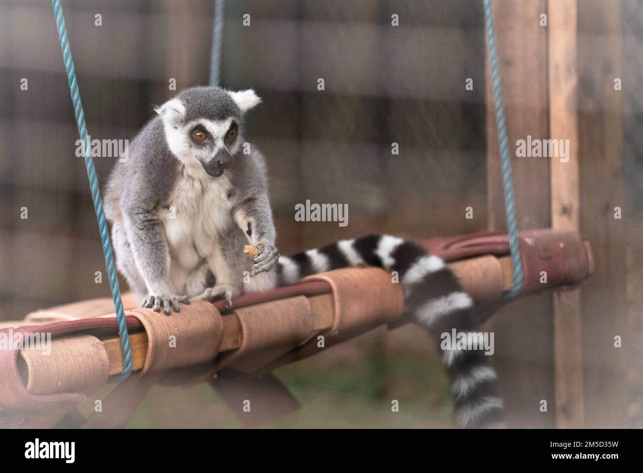 Dans l'enceinte, un lemur à queue annulaire (Lemur catta) est assis sur une balançoire pour manger une arachide. Au zoo de Tropiquaria, à Watchet, Somerset Banque D'Images