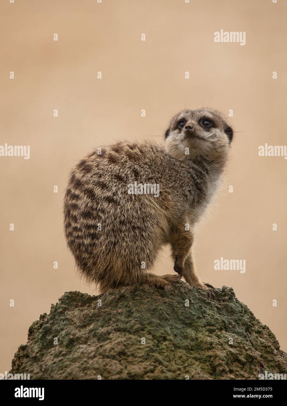 Un cliché vertical d'un meerkat sur le dessus d'un monticule en regardant vers le haut et sur le côté. Banque D'Images