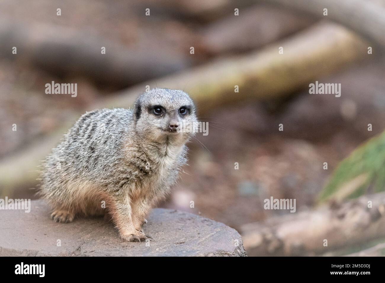 Un petit meerkat (Suricata surigatta) se trouve sur une souche d'arbre et des montres dans son enceinte au zoo de Tropiquaria dans le Somerset Ouest Banque D'Images