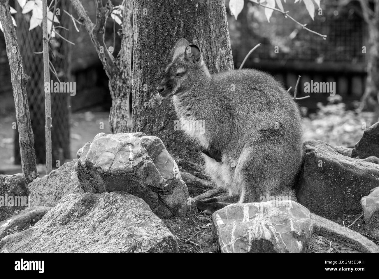 Gros plan d'Un Bennett Wallaby en noir et blanc à Amsterdam, pays-Bas 8-11-2022 Banque D'Images