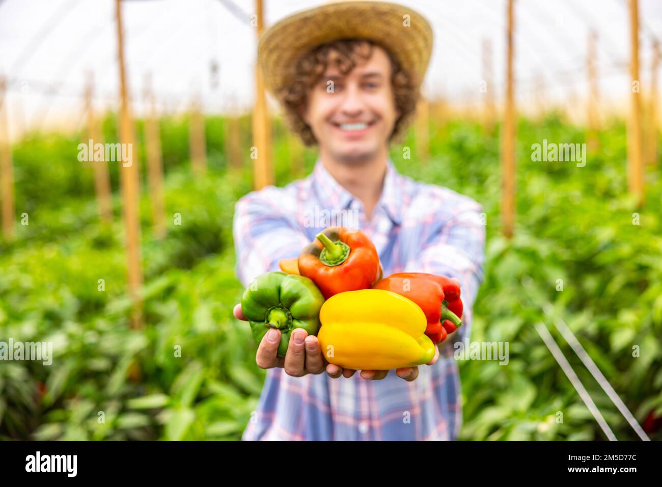 C'est un agricole heureux qui montre la récolte de paprika Banque D'Images
