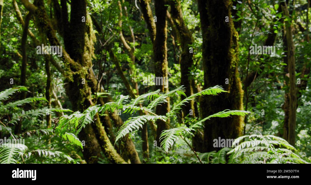 El Pijaral, la Ensillada, Cabeza de Tejo, marche à travers Bosque Encantado dans la forêt d'Anaga sur Tenerife, îles Canaries, Espagne. Banque D'Images