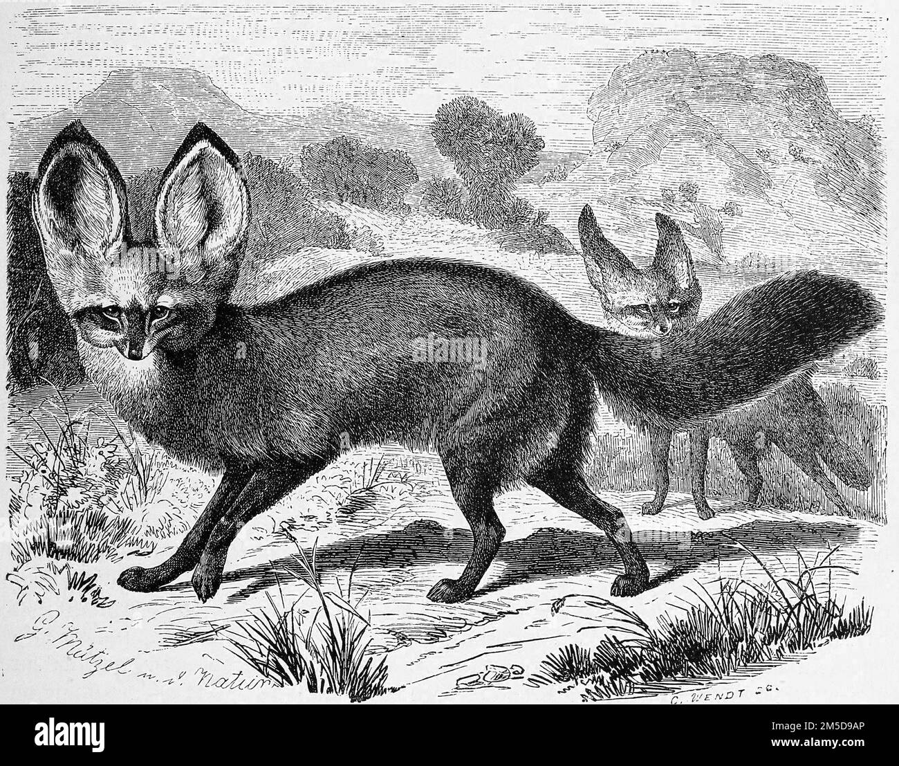 Löffelhund, Otocyon megalotis, auch Löffelfuchs oder Großohrfuchs genannt, ist ein Wildhund der afrikanischen Savanne / Spoon dog, chauve-souris, Otocyon megalotis, également appelé cuiller ou renard gros-élevé, est un chien sauvage de l'African savelage, le dansavirökoser oder, 19, Historierdem, le restaur. Jahrhundert, genaues Originaldatum nicht bekannt / historique, numérique reproduction améliorée d'un original du 19th siècle Banque D'Images