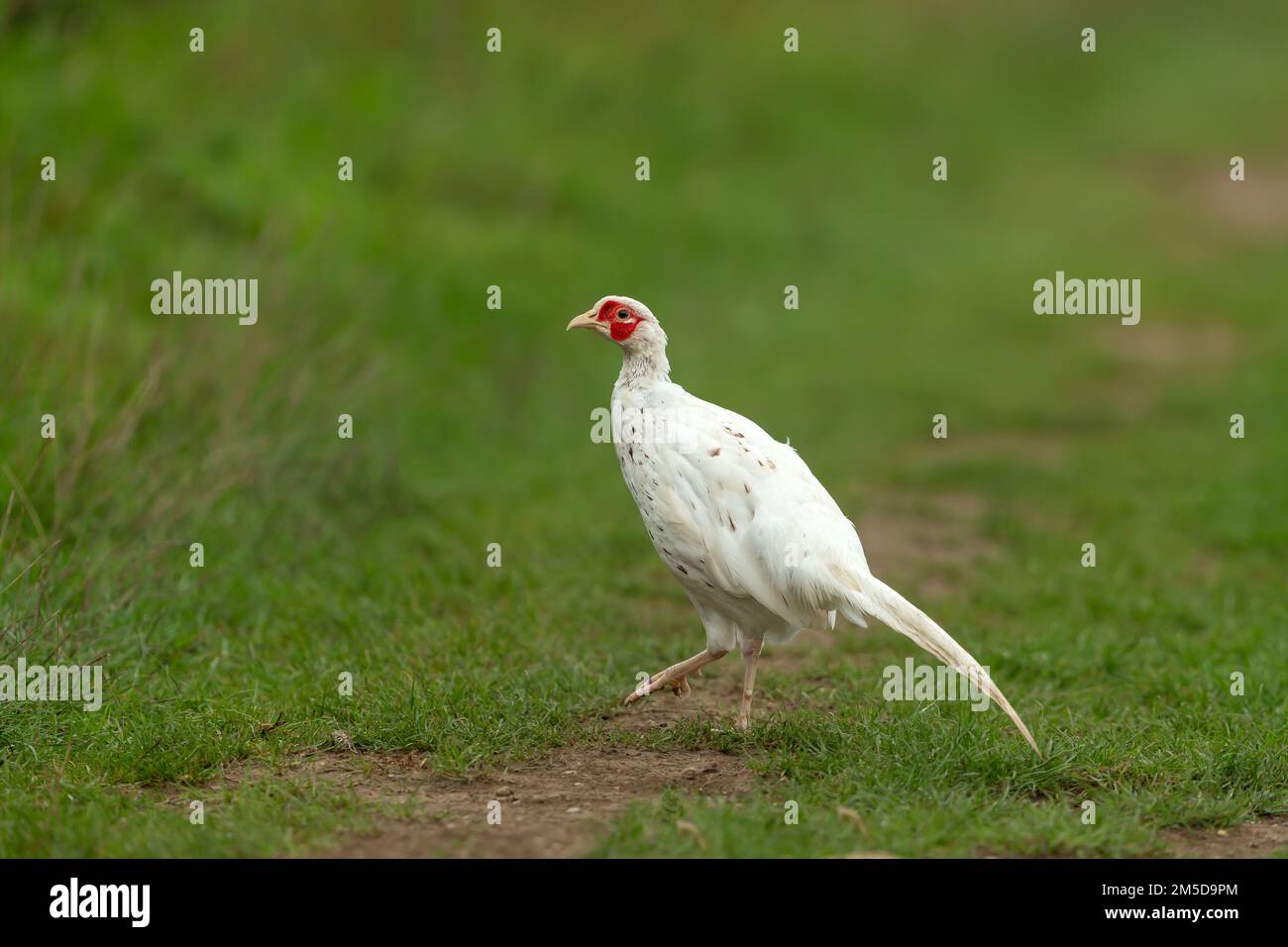 Gros plan d'un faisan blanc ou leucistic. Nom scientifique: Phasianus colchicus. Couleur rare d'un faisan commun mâle à col en anneau, orienté vers la gauche Banque D'Images