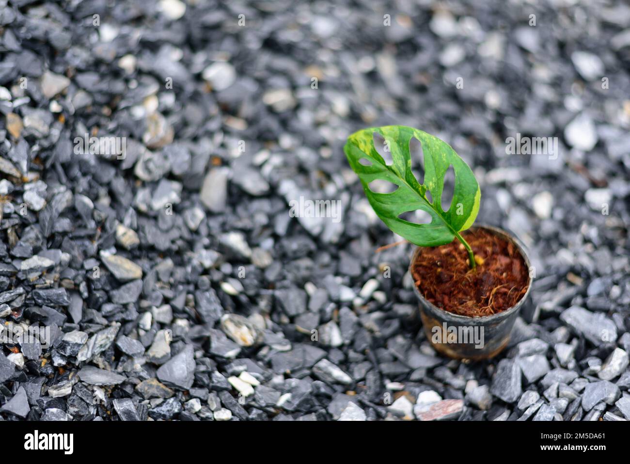 Monstera Acuminata Aurea Varigé dans le pot - fromage suisse aurea Varigé Banque D'Images