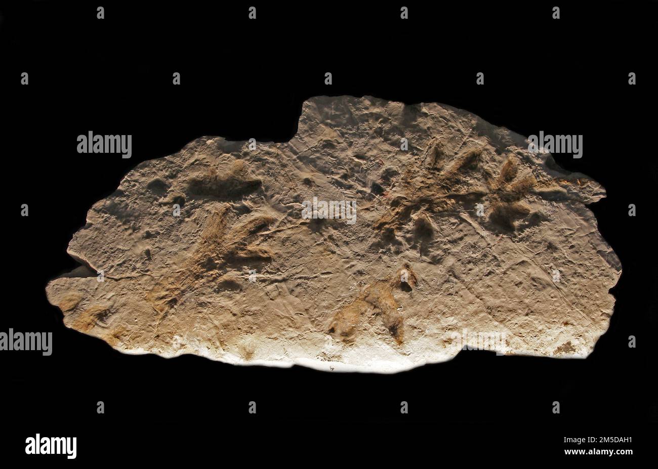 Anomoepus sp.Footprints.Jurassic-Poland.ces empreintes montrent que le Jurassique était également peuplé de dinosaures plus petits, pas seulement géants, dinosaures à long cou. Banque D'Images